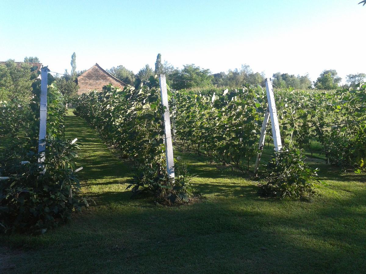 Molve Country House Ivancan المظهر الخارجي الصورة